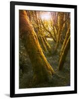 Trees-Moises Levy-Framed Photographic Print