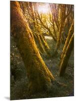 Trees-Moises Levy-Mounted Photographic Print