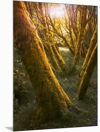 Trees-Moises Levy-Mounted Photographic Print