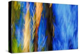 Trees-Ursula Abresch-Stretched Canvas