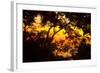 Trees-Mark Ashkenazi-Framed Giclee Print