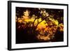 Trees-Mark Ashkenazi-Framed Giclee Print