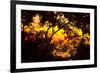 Trees-Mark Ashkenazi-Framed Giclee Print