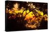 Trees-Mark Ashkenazi-Stretched Canvas