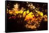 Trees-Mark Ashkenazi-Framed Stretched Canvas