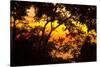 Trees-Mark Ashkenazi-Stretched Canvas