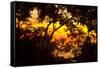 Trees-Mark Ashkenazi-Framed Stretched Canvas