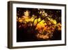 Trees-Mark Ashkenazi-Framed Giclee Print