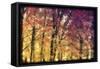 Trees-Mindy Sommers-Framed Stretched Canvas