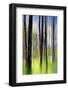 Trees-Ursula Abresch-Framed Photographic Print