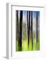 Trees-Ursula Abresch-Framed Photographic Print