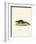 Treeshrew-null-Framed Giclee Print