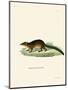 Treeshrew-null-Mounted Giclee Print