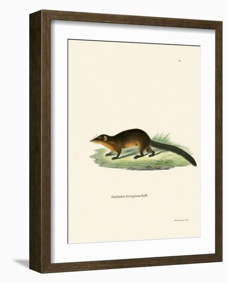 Treeshrew-null-Framed Giclee Print