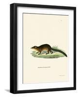 Treeshrew-null-Framed Giclee Print