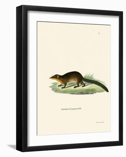 Treeshrew-null-Framed Giclee Print