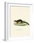 Treeshrew-null-Framed Giclee Print