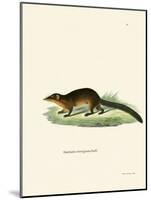 Treeshrew-null-Mounted Giclee Print