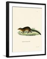 Treeshrew-null-Framed Giclee Print