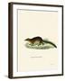 Treeshrew-null-Framed Giclee Print