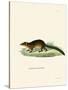 Treeshrew-null-Stretched Canvas