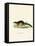 Treeshrew-null-Framed Stretched Canvas