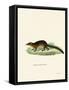 Treeshrew-null-Framed Stretched Canvas