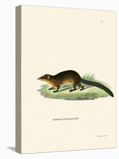 Treeshrew-null-Stretched Canvas
