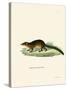 Treeshrew-null-Stretched Canvas