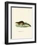 Treeshrew-null-Framed Premium Giclee Print