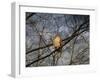 Treetop Raptor-Jai Johnson-Framed Giclee Print