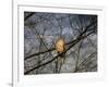 Treetop Raptor-Jai Johnson-Framed Giclee Print