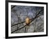 Treetop Raptor-Jai Johnson-Framed Giclee Print