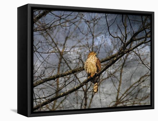 Treetop Raptor-Jai Johnson-Framed Stretched Canvas