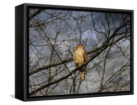 Treetop Raptor-Jai Johnson-Framed Stretched Canvas