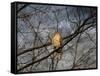 Treetop Raptor-Jai Johnson-Framed Stretched Canvas