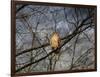 Treetop Raptor-Jai Johnson-Framed Giclee Print