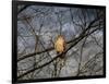 Treetop Raptor-Jai Johnson-Framed Giclee Print