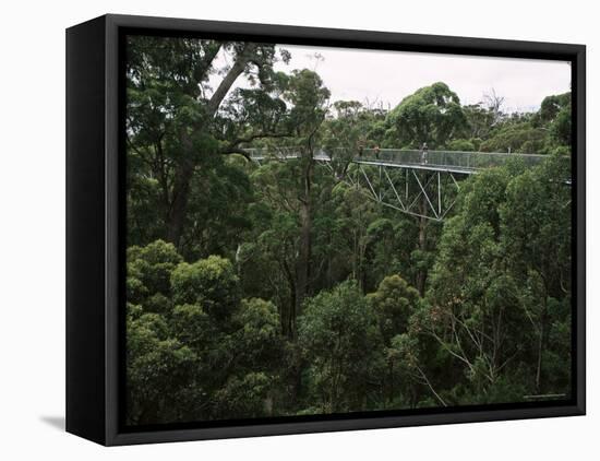 Treetop Walk, Valley of the Giants, Walpole, Western Australia, Australia-G Richardson-Framed Stretched Canvas