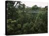 Treetop Walk, Valley of the Giants, Walpole, Western Australia, Australia-G Richardson-Stretched Canvas