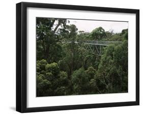 Treetop Walk, Valley of the Giants, Walpole, Western Australia, Australia-G Richardson-Framed Photographic Print