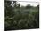 Treetop Walk, Valley of the Giants, Walpole, Western Australia, Australia-G Richardson-Mounted Photographic Print