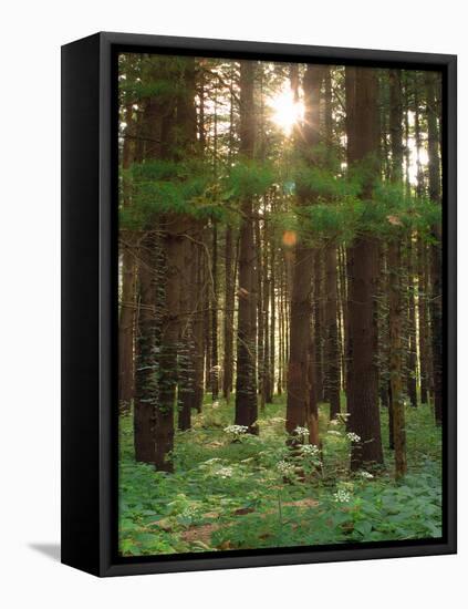 Treetrunks in Cataract Falls State Park forest, Indiana, USA-Anna Miller-Framed Stretched Canvas