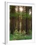 Treetrunks in Cataract Falls State Park forest, Indiana, USA-Anna Miller-Framed Photographic Print