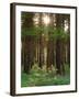 Treetrunks in Cataract Falls State Park forest, Indiana, USA-Anna Miller-Framed Photographic Print