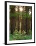 Treetrunks in Cataract Falls State Park forest, Indiana, USA-Anna Miller-Framed Photographic Print
