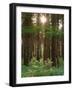 Treetrunks in Cataract Falls State Park forest, Indiana, USA-Anna Miller-Framed Photographic Print