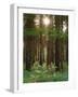 Treetrunks in Cataract Falls State Park forest, Indiana, USA-Anna Miller-Framed Photographic Print