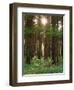 Treetrunks in Cataract Falls State Park forest, Indiana, USA-Anna Miller-Framed Photographic Print