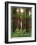 Treetrunks in Cataract Falls State Park forest, Indiana, USA-Anna Miller-Framed Photographic Print